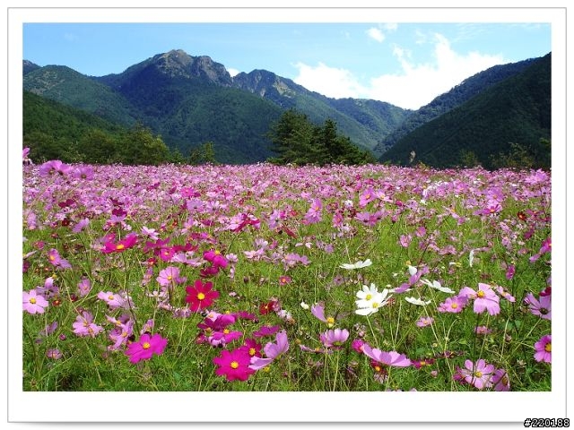 武陵農場-雪山登山口之花海