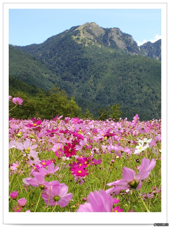 武陵農場-雪山登山口之花海