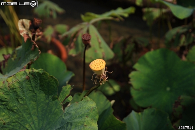 [又在次不專業開箱]SIGMA 18-50MM F2.8 EX DC MACRO