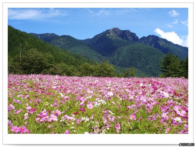 武陵農場-雪山登山口之花海