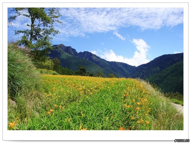 武陵農場-雪山登山口之花海