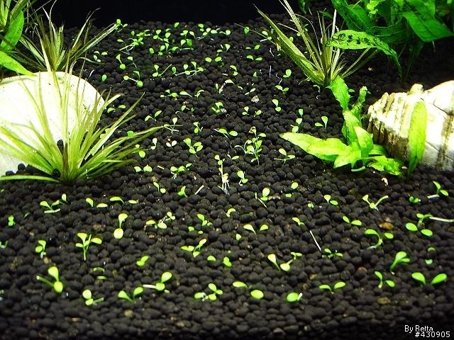 ［水族］草缸不負責教學！！！ 10/29更新~手殘小翻缸