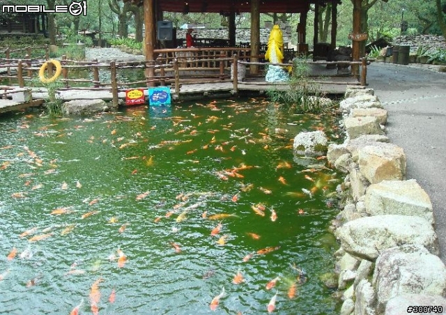 清境綿羊群