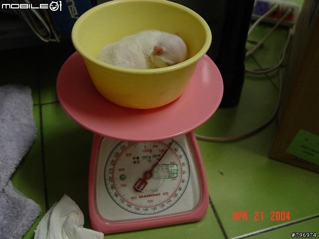 我家小瑪的成長小紀錄