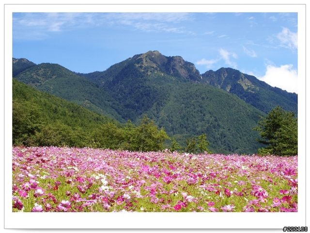 武陵農場-雪山登山口之花海