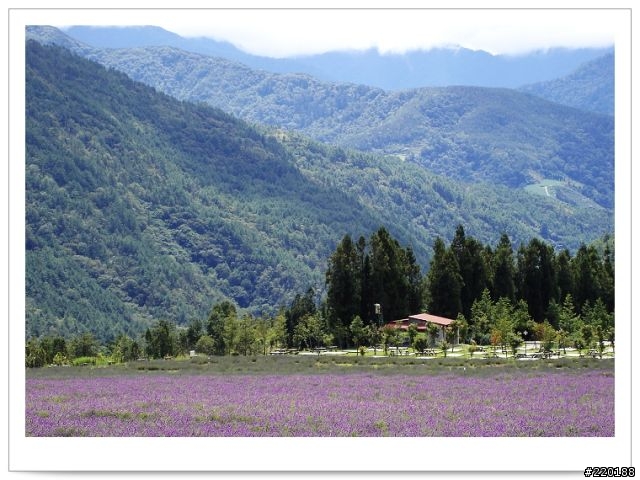 武陵農場-雪山登山口之花海
