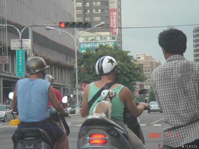 (轉貼)人不守法連狗都不如!!