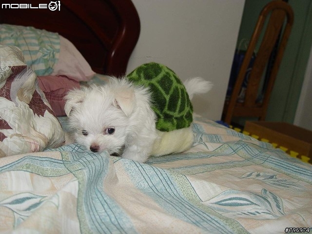 我家小瑪的成長小紀錄