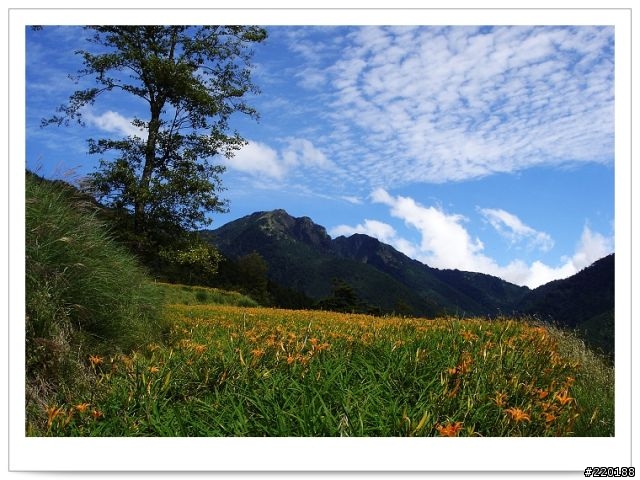 武陵農場-雪山登山口之花海