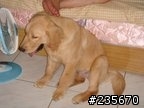 [連載]台灣貓日記(三) 神偷小布之改過自新—我要當黃金(獵犬)???