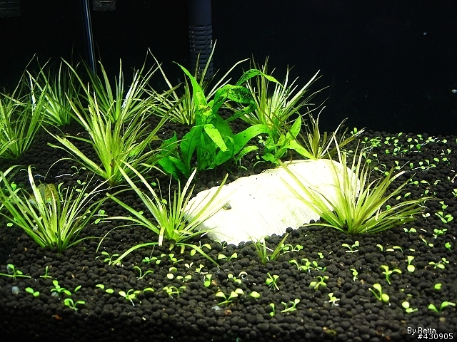 ［水族］草缸不負責教學！！！ 10/29更新~手殘小翻缸