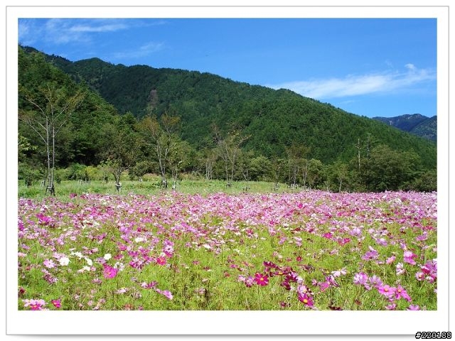 武陵農場-雪山登山口之花海
