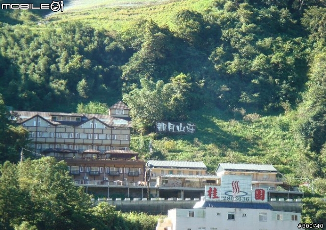 清境綿羊群