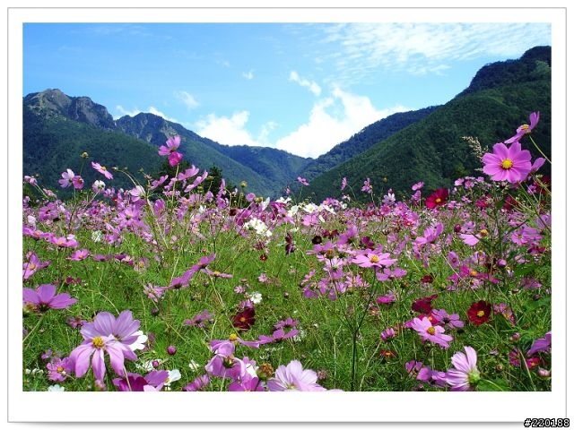 武陵農場-雪山登山口之花海