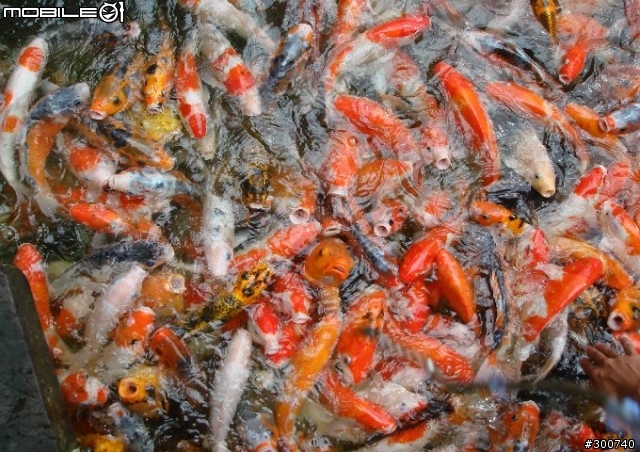 清境綿羊群