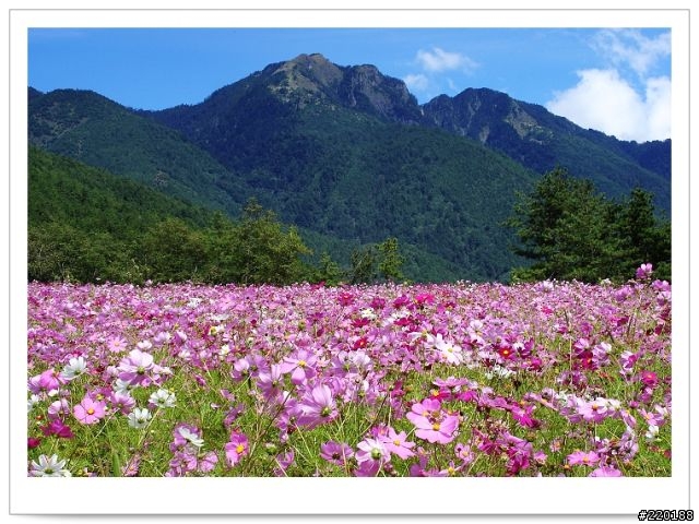 武陵農場-雪山登山口之花海