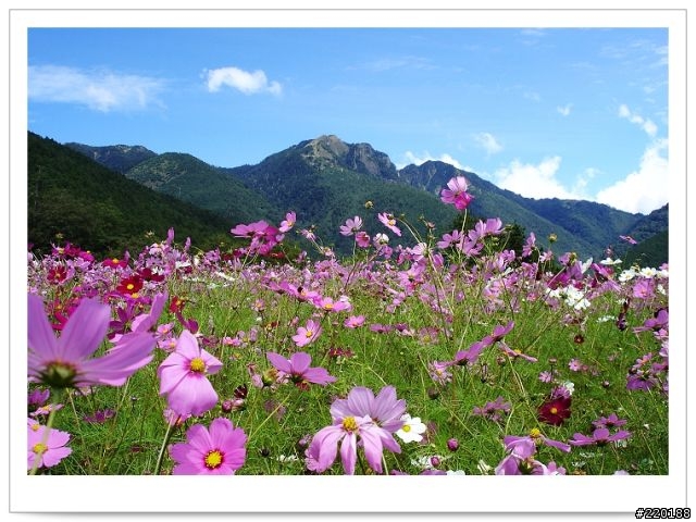 武陵農場-雪山登山口之花海
