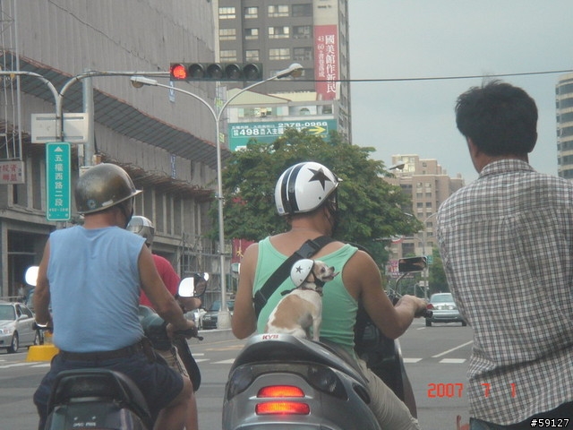 [轉載]狗狗這樣坐不會掉下去嗎?