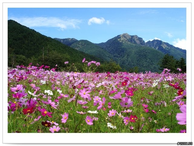 武陵農場-雪山登山口之花海