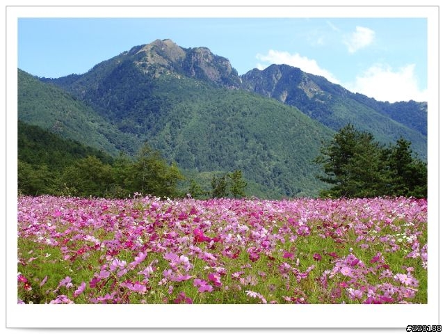 武陵農場-雪山登山口之花海