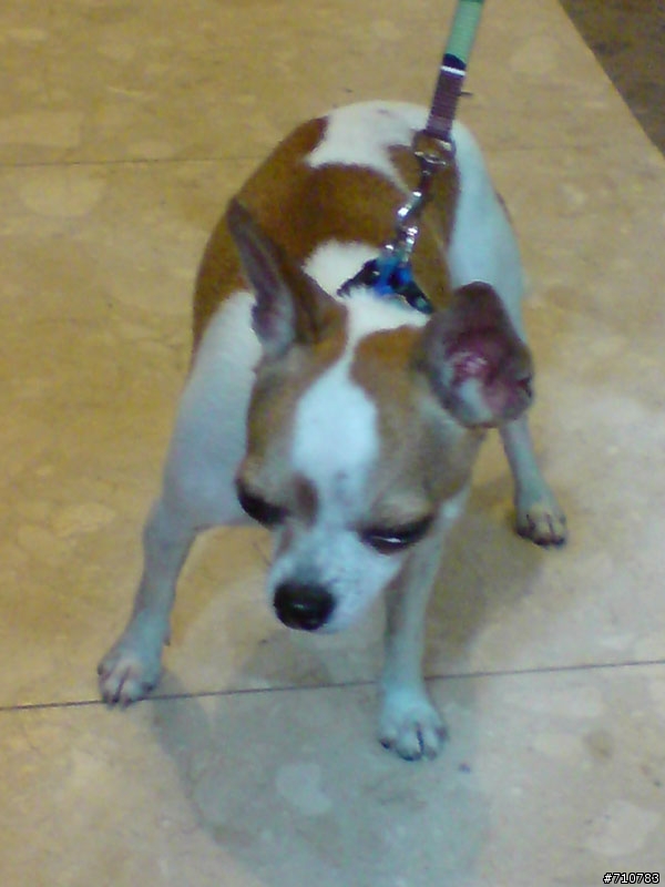 [桃園] 桃園縣政府附近中山路撿到一隻吉娃娃(已找到主人)