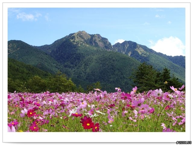 武陵農場-雪山登山口之花海