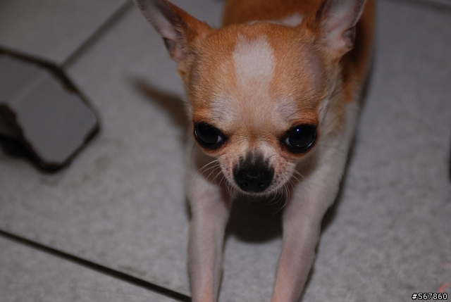 [小心您家的愛犬] 非常誇張的小偷,到家裡面來偷走我心愛的愛犬