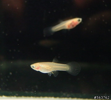 透明孔雀