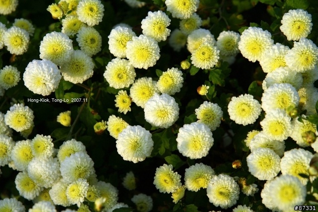 2007 Autumn 銅鑼‧杭菊