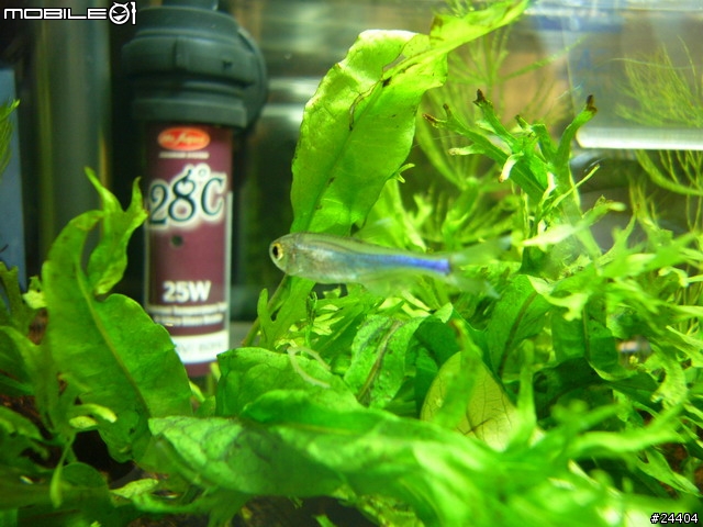 [請益] 想養魚，能否給點建議... ； 11/30新增照片嚕！