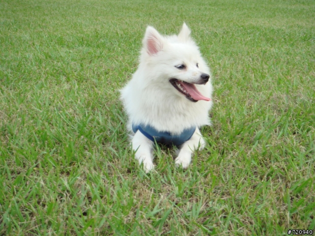 我家寶貝狐狸犬【球球】