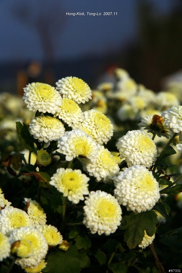 2007 Autumn 銅鑼‧杭菊