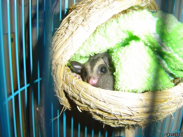 我的乖女兒  蜜袋鼯 一月九號 更新圖片