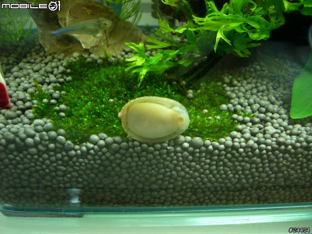 [請益] 想養魚，能否給點建議... ； 11/30新增照片嚕！
