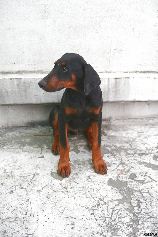 漂亮小杜賓開放認養-已找到好主人,請勿再來信