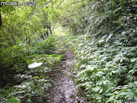 在西坑林道渡過一個悠閒的午後