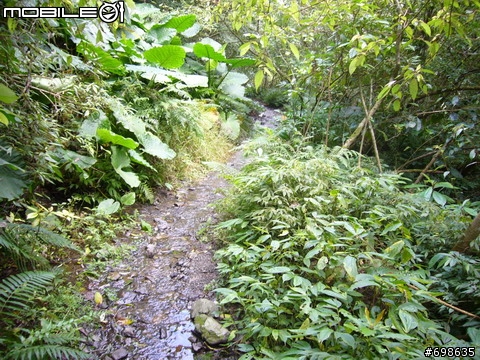 在西坑林道渡過一個悠閒的午後