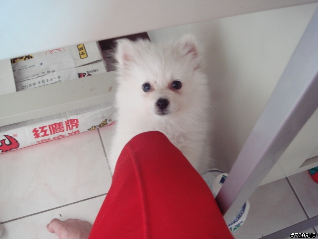 我家寶貝狐狸犬【球球】