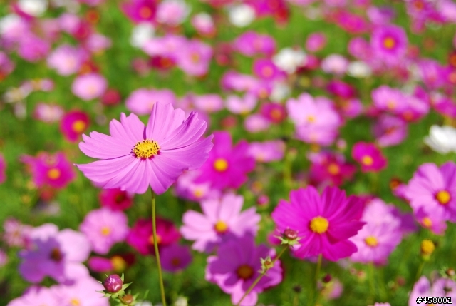 新社花海