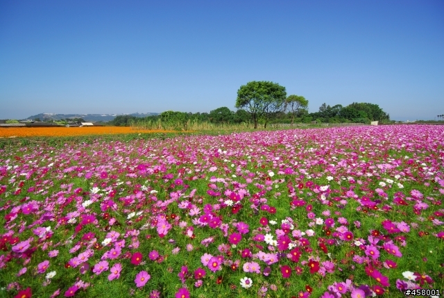 新社花海
