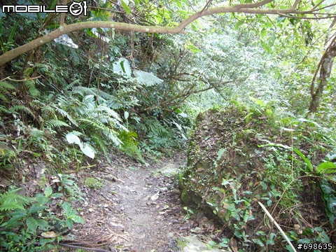 在西坑林道渡過一個悠閒的午後