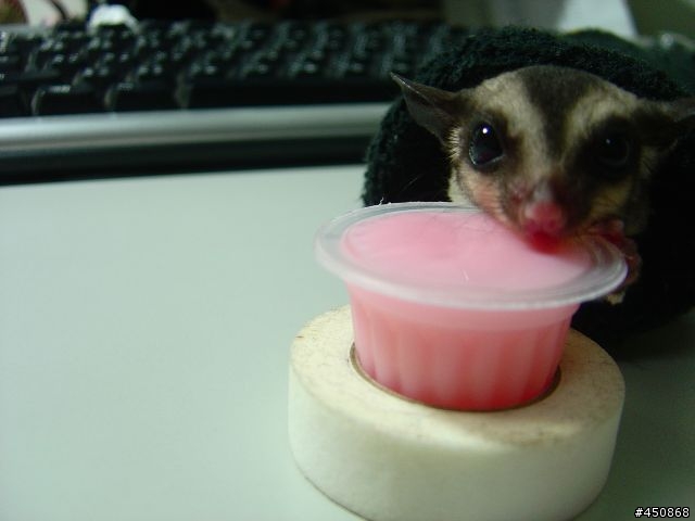 我的乖女兒  蜜袋鼯 一月九號 更新圖片