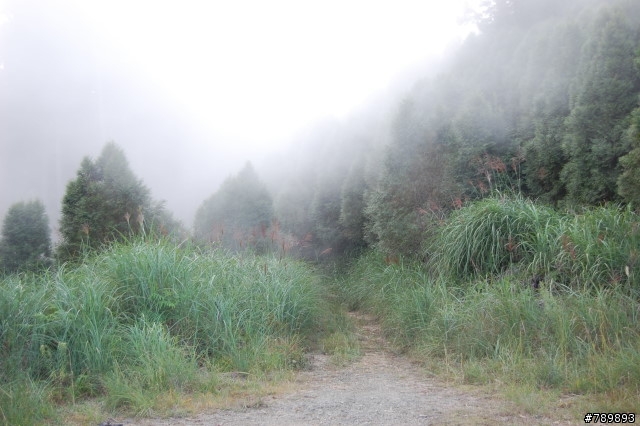 [遊記]老天爺的禮物,漫步在雲端---雪霸國家公園,雪見遊憩區-司馬限林道之旅 2007/11/18