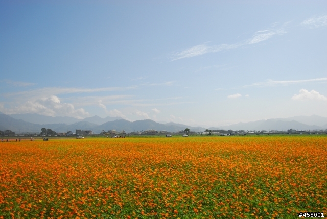 新社花海
