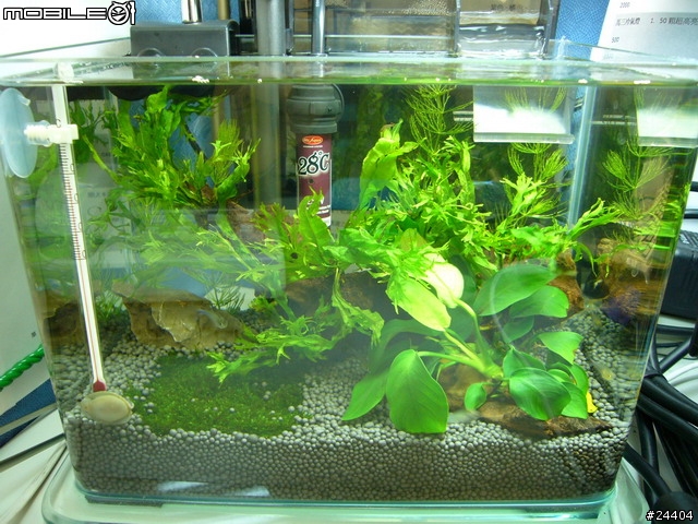 [請益] 想養魚，能否給點建議... ； 11/30新增照片嚕！