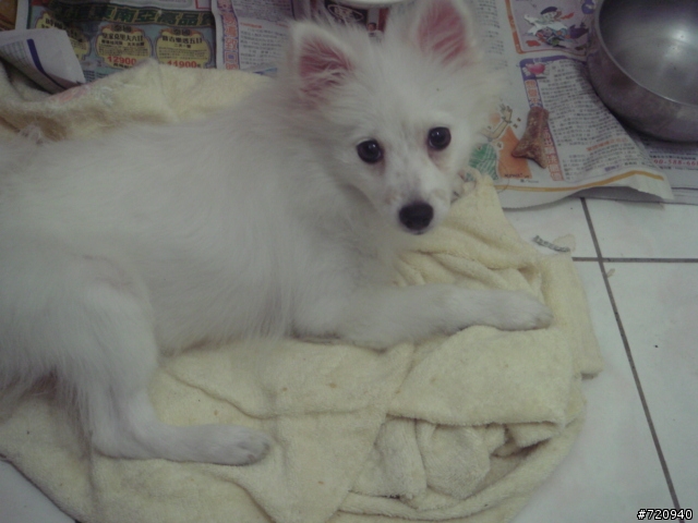 我家寶貝狐狸犬【球球】