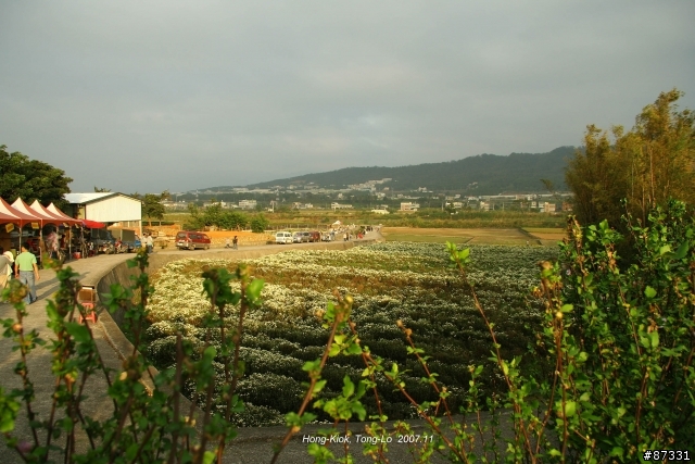 2007 Autumn 銅鑼‧杭菊