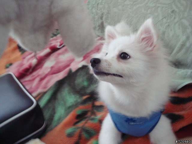 我家寶貝狐狸犬【球球】