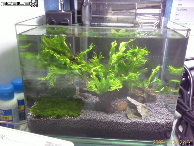 [請益] 想養魚，能否給點建議... ； 11/30新增照片嚕！