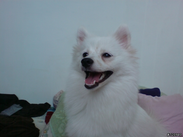 我家寶貝狐狸犬【球球】